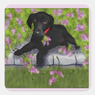 Black Labrador, Quadratischer Aufkleber