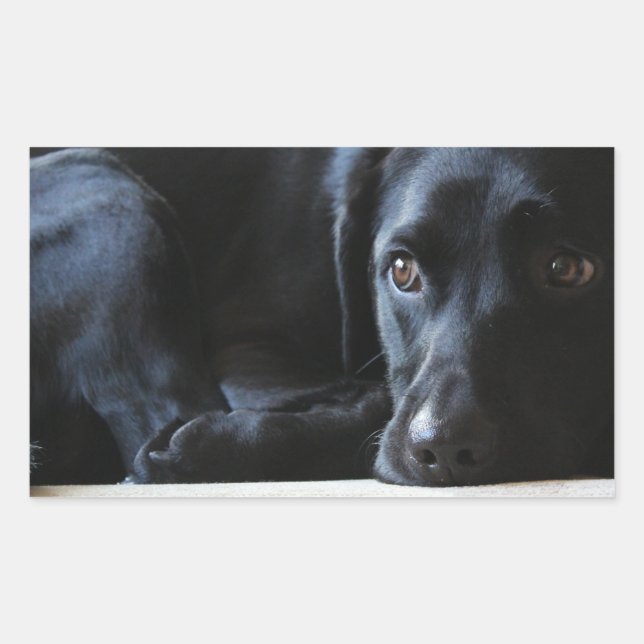 Black Labrador Rechteckiger Aufkleber (Vorderseite)
