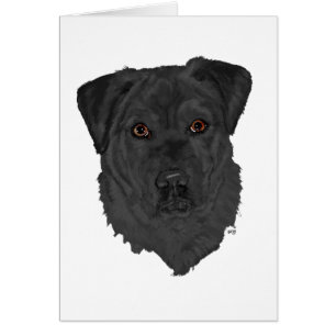 Black Labrador Retriever