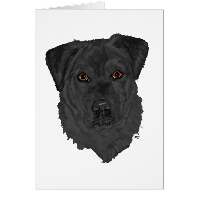 Black Labrador Retriever (Vorne)