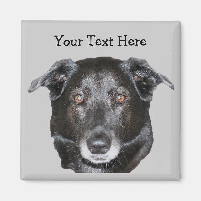 Black Labrador Retriever Dog Magnet (Vorne)