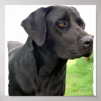 Black Labrador Retriever Doster Poster Print