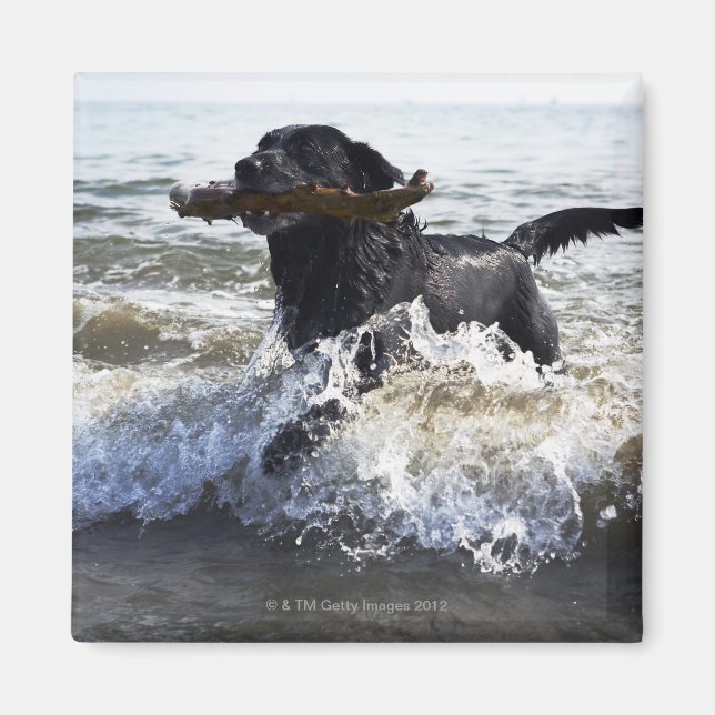 Black Labrador Retriever durch Surfen, Magnet (Vorne)