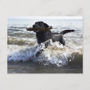 Black Labrador Retriever durch Surfen Postkarte