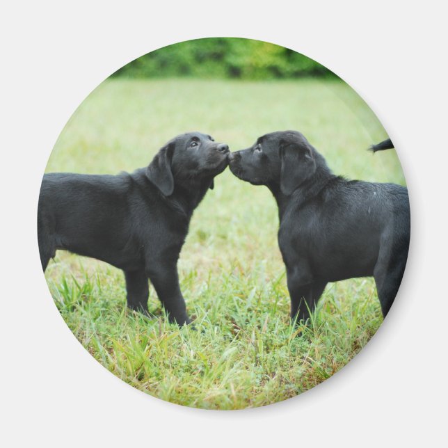 Black Labrador Retriever Magnet (Vorne)