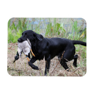 Black Labrador Retriever mit Entenmagnet Magnet
