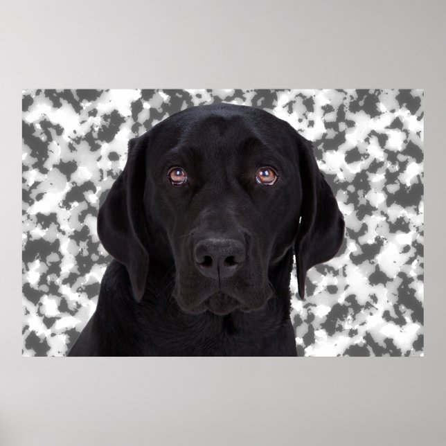 Black Labrador Retriever Poster (Vorne)
