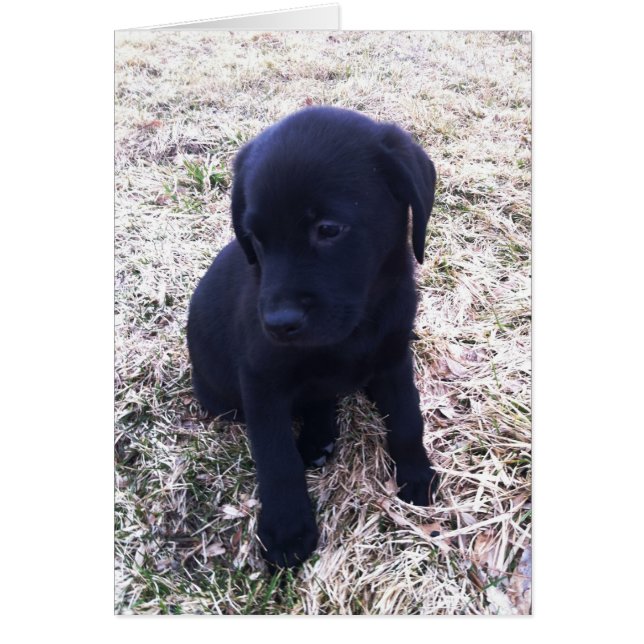 Black Labrador Retriever Puppy (Vorne)