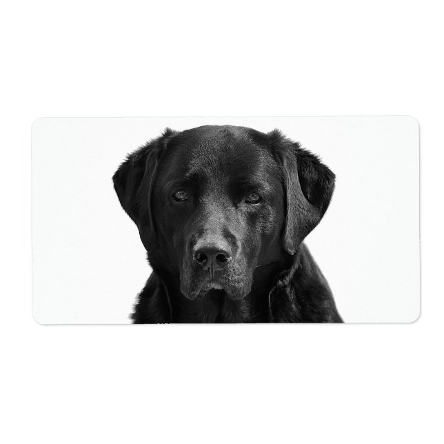 Black Labrador Retriever Puppy Dog (Vorne)