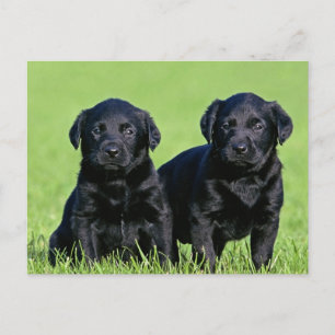 Black Labrador Retriever Puppy Doppy Postcard Postkarte