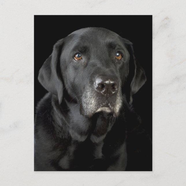 Black Labrador Retriever Puppy Doppy Postcard Postkarte (Vorderseite)