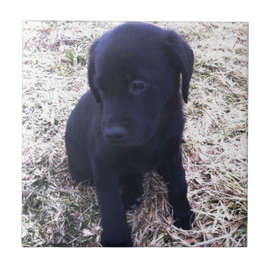 Black Labrador Retriever Puppy Fliese