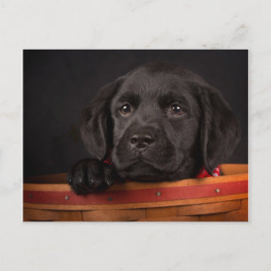 Black Labrador Retriever Puppy in Basketball Postkarte