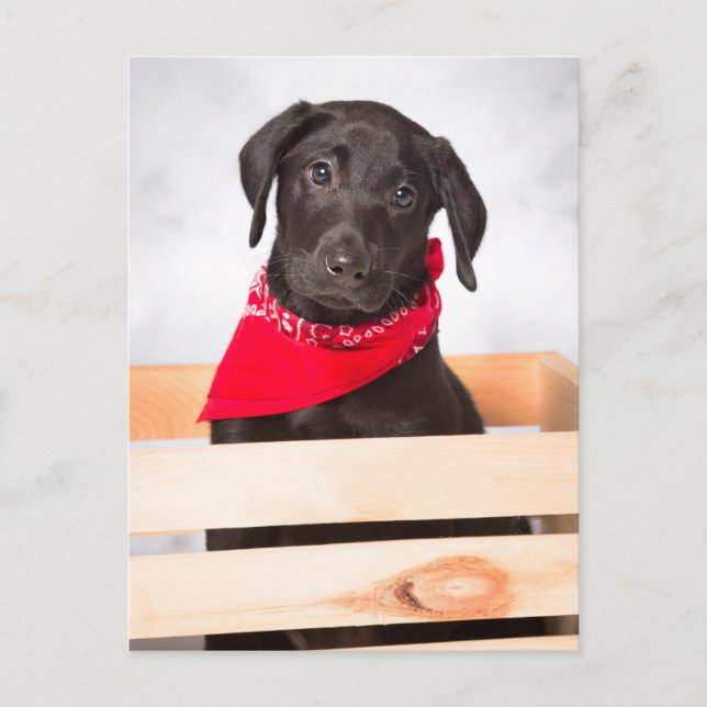 Black Labrador Retriever Puppy Postkarte (Vorderseite)