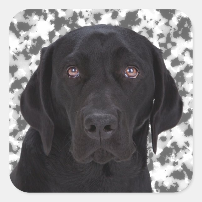Black Labrador Retriever Quadratischer Aufkleber (Vorderseite)