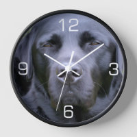 Black Labrador Retriever