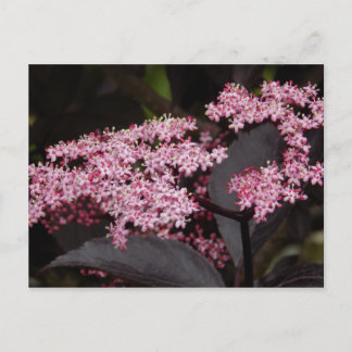 Black Lace Elderberry Postkarte