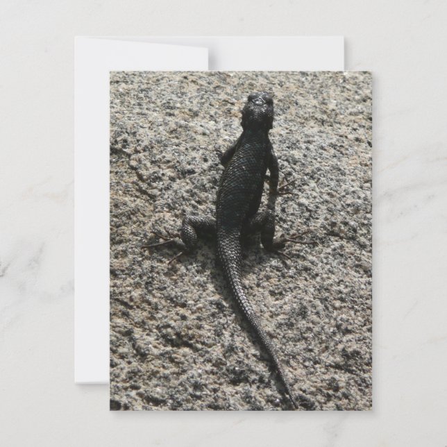 Black Lizard (Vorderseite)