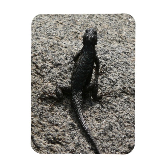 Black Lizard Magnet (Vertikal)