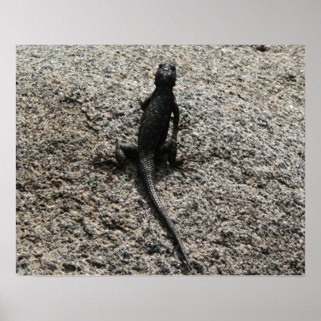 Black Lizard Poster (Vorne)