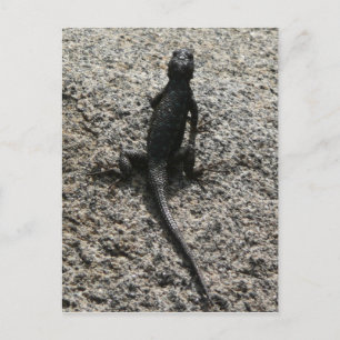 Black Lizard Postkarte