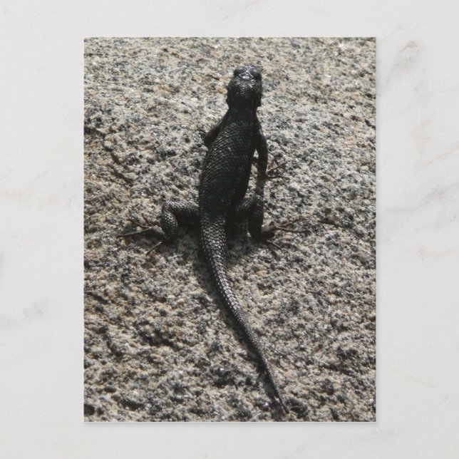 Black Lizard Postkarte (Vorderseite)