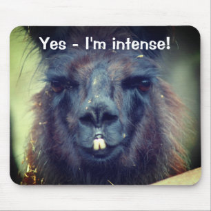 Black Llama I'm Intense Funny Animal Mousepad