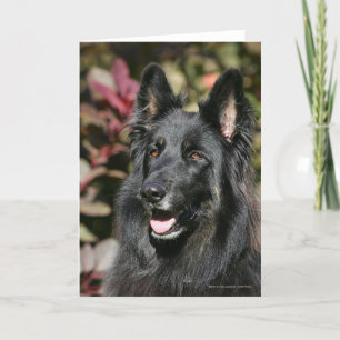 Black Long Haired German Shepherd Karte