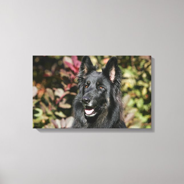 Black Long Haired German Shepherd Leinwanddruck (Vorderseite)