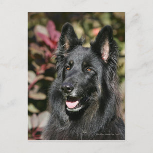 Black Long Haired German Shepherd Postkarte