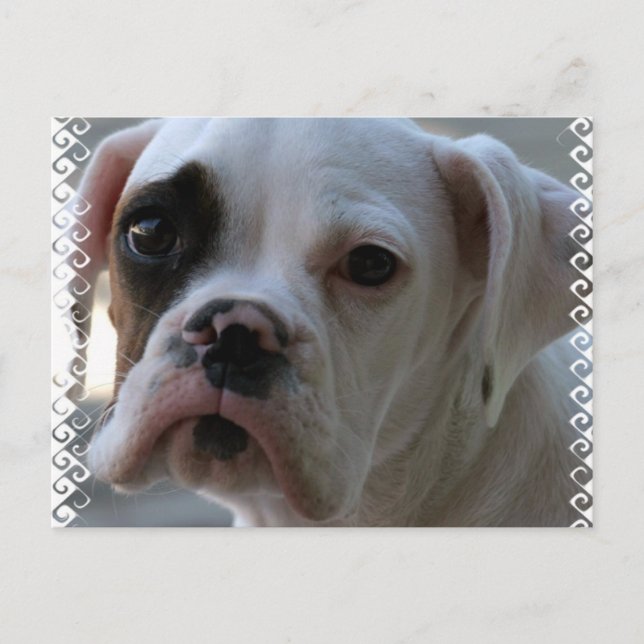 Black Mit Augen Boxer Dog Postkarte (Vorderseite)