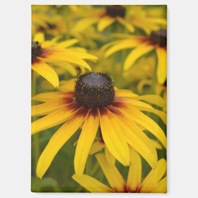 Black Mit Augen Susan Blume Magnet (Vorderseite)