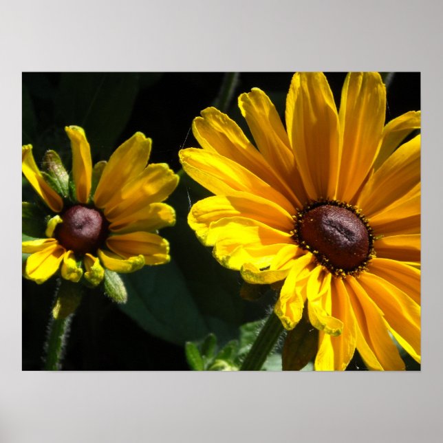 Black Mit Augen Susan Daisies Poster (Vorne)