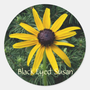 Black Mit Augen Susan MD Blume Runder Aufkleber
