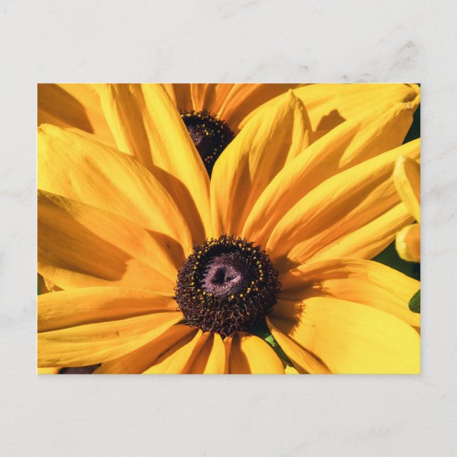 Black Mit Augen Susan Postcard Postkarte (Vorderseite)