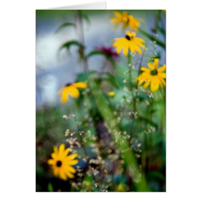 Black Mit Augen Susans (Vorne)
