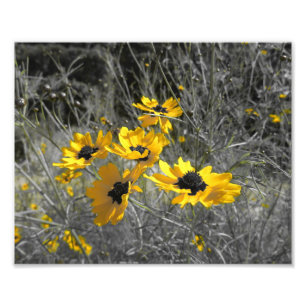 Black Mit Augen Susans Fotodruck