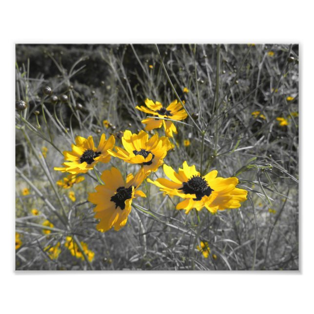 Black Mit Augen Susans Fotodruck (Vorne)