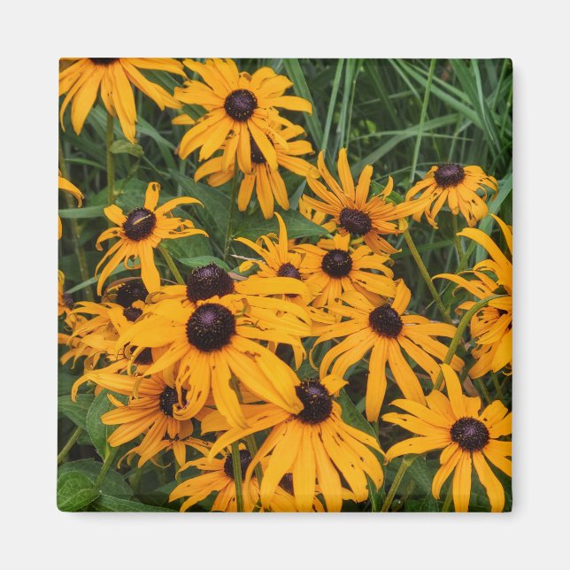 Black Mit Augen Susans Magnet (Vorne)