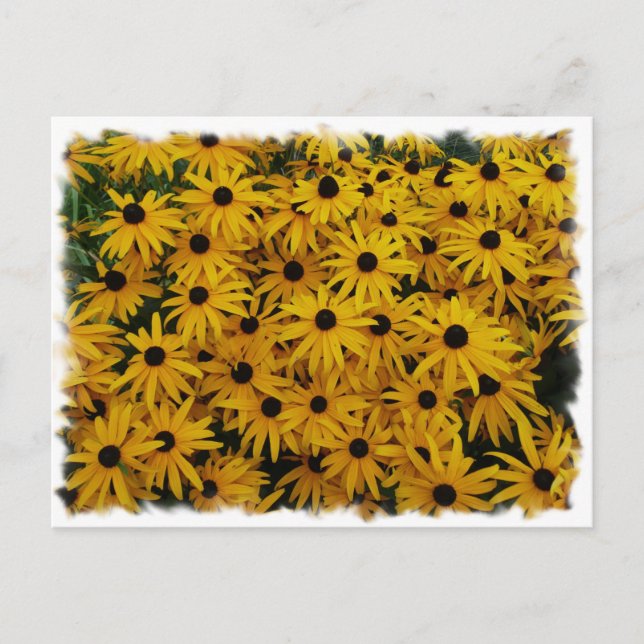 Black Mit Augen Susans Postkarte (Vorderseite)