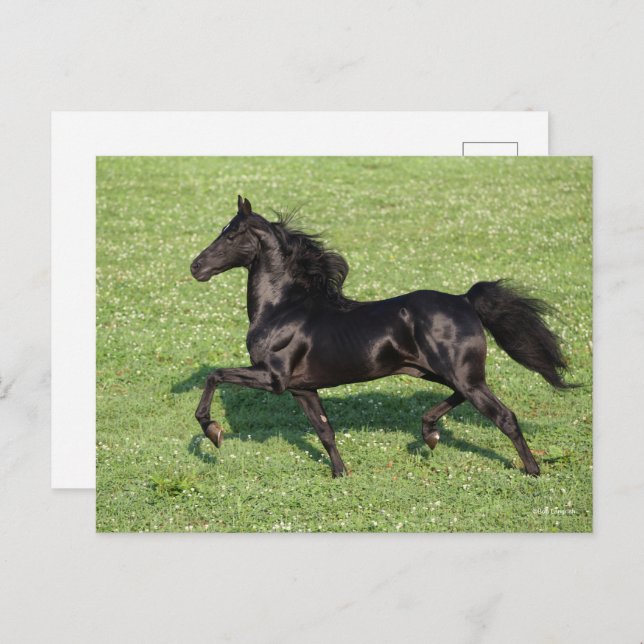 Black Morgan Hallion Mane und Schwanz fließen Postkarte (Vorne/Hinten)
