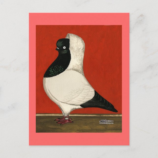 Black Nun Pigeon Postkarte (Vorderseite)
