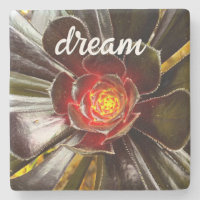 Black Orange Cactus Succulent Foto Dream Script