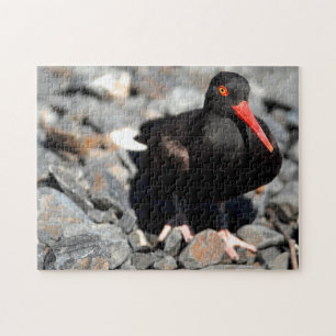 Black Oyster Catcher Alaska. Puzzle