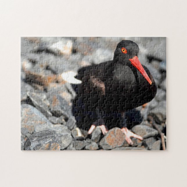 Black Oyster Catcher Alaska. Puzzle (Horizontal)