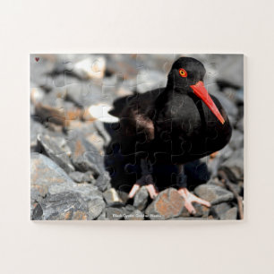 Black Oyster Catcher Alaska Puzzle