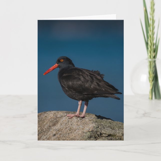 Black Oystercatcher Dankeschön Karte (Vorderseite)