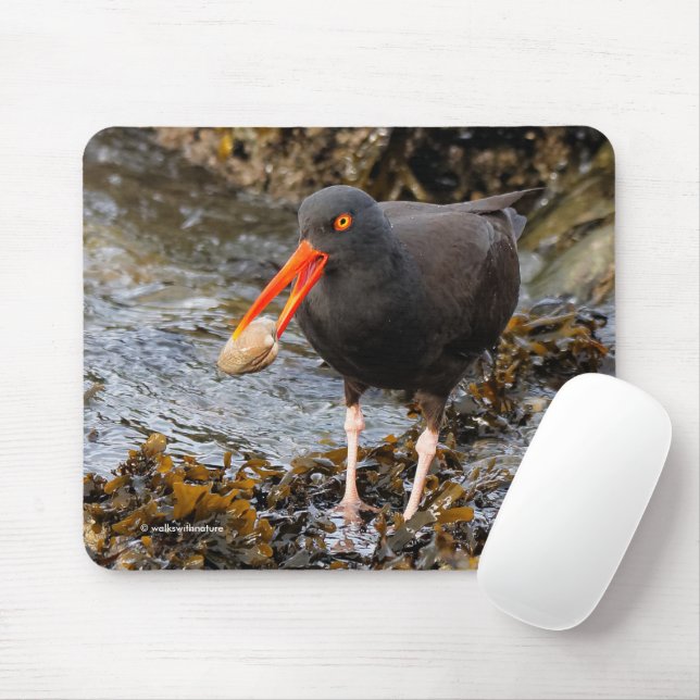 Black Oystercatcher Shorebird Fischen am Strand Mousepad (Mit Mouse)