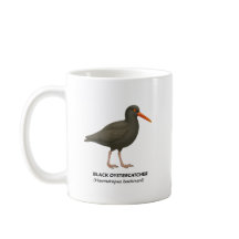 Black Oystercatcher - Vögel in Kalifornien