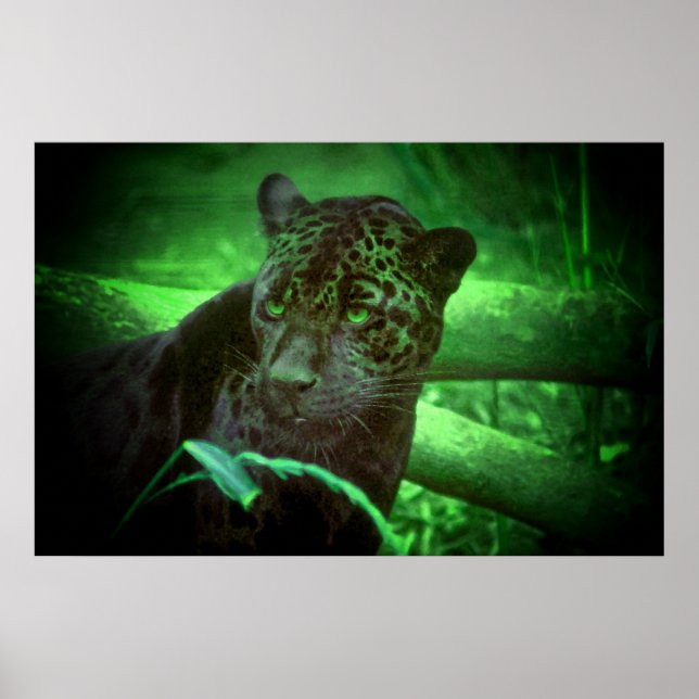 Black Panther Jaguar Poster (Vorne)
